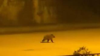 Caddede yavru bozayı görüntülendi