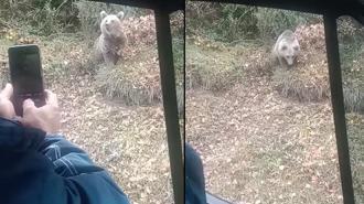 Yol kenarında gördükleri bozayıyı kameraya aldılar