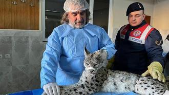 Van'da bulunan vaşak tedaviye alındı