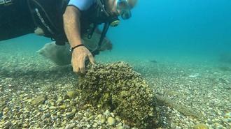 İstilacı istiridye ve midyeler, yerli deniz kestanelerinin yerini aldı