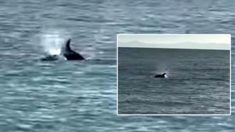 Saros’ta kıyıya yakın yüzen yunus görüntülendi