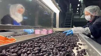 Mehmetçiğin kumanya zeytini, özel olarak seçilip laboratuvarda inceleniyor