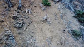 Tunceli'de yaban keçisi avlayanlara dron destekli operasyon