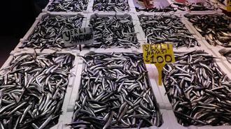 Balık tezgahlarında hamsi bolluğu