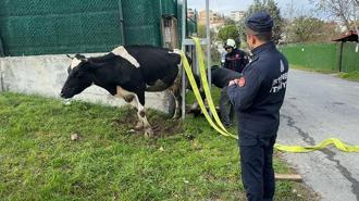 Avcılar'da direk ile duvar arasında mahsur kalan ineği itfaiye kurtardı