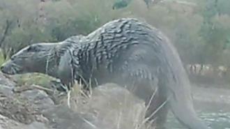Su samurlarının doğal yaşamı fotokapana yansıdı