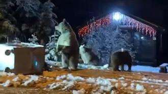 Ayılara kar topu attılar