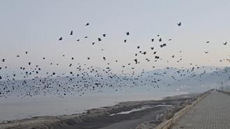 Bitlis'te gökyüzünde karga yoğunluğu kamerada