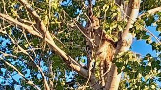 Anadolu parsı, Tunceli kırsalında ağaçta görüntülendi