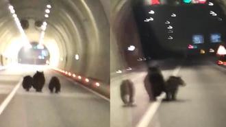 Tünele giren bozayı ile 2 yavrusu kamerada