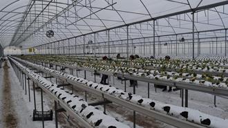 4 bin metrekarelik serada dört mevsim topraksız çilek üretiyor