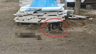 Otomobil kediye çarptı, bir başka kedi başında bekledi ;o anlar kamerada