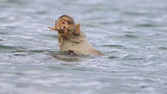 Su samuru, Bostancılar Göleti'nde görüntülendi