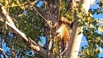 Prof. Dr. Sözen: Ağaçtaki Anadolu Parsı değil, vaşak