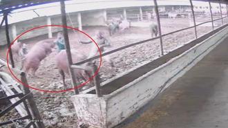 Besiciye boğa saldırdı; o anlar kamerada