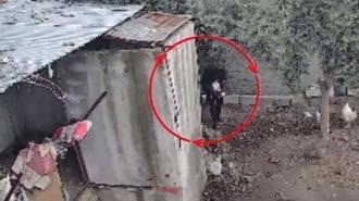 Osmaniye’de kümeslerden tavuk çalan şüpheli tutuklandı; hırsızlık anı kamerada