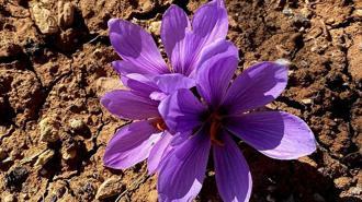 Siirt’te ilk safran üretimi