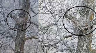 Nesli tehlike altında olan vaşak, ağaçta görüntülendi