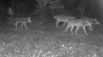 Karabük’te yaban hayatı fotokapana yansıdı