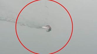 Dağ keçisi baraj gölünü yüzerek geçti; o anlar kamerada