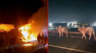 Otoyolda devrilip yanan TIR’daki 2 kişi öldü; alevlerden kaçan anguslar kamerada