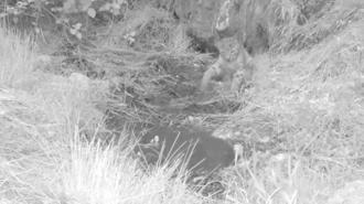 Antalya'daki yavru vaşaklar fotokapanda