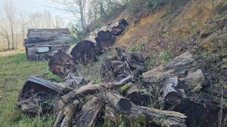 Kesilen 1183 yaşındaki porsuk ağacı, odun olmaktan kurtarıldı; İstanbul'da müzede sergilenecek