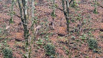 Yedigöller'de ormanda gezinen geyikler kamerada
