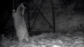 Arı kovanlarına ulaşmaya çalışan ayı kamerada