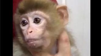 Denetimde ele geçirilen yavru makak maymunu koruma altına alındı