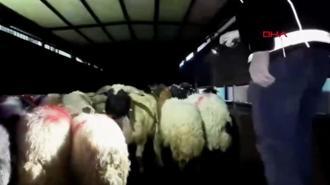 29 küçükbaşın karın boşluğuna gizlenmiş 54,6 kilo metamfetamin ele geçirildi: 2 gözaltı