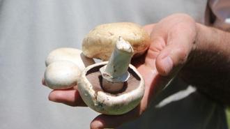 Yenilebilir olduğu düşünülen her 3 mantardan 1'i sizi hastanelik edebilir