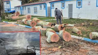 Zonguldak'ta kuvvetli rüzgar; 90 yaşındaki çınar ağacı devrildi