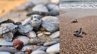 Antalya'da yarım milyona yakın caretta yavrusu denizle buluştu