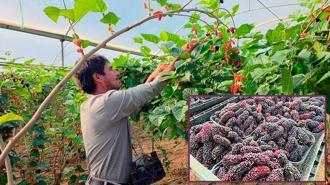 Karadut, fiyatıyla yüz güldürdü