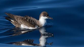 Güney Okyanusu'nda yaşayan büyük yelkovan kuşu, Türkiye’de ilk kez görüntülendi