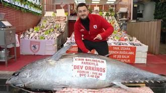 Düzce’de avlanan 346 kiloluk orkinos, Samsun’da satışa çıkarıldı