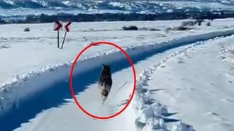 Karlı yolda paletli ambulansın önünden koşan kurt görüntülendi