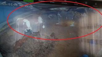 Diyarbakır’da ahırın çatısının çökme anı kamerada; 4 inek yaralandı