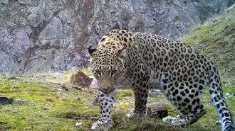 Anadolu parsına zarar vermenin cezası 45 milyon TL