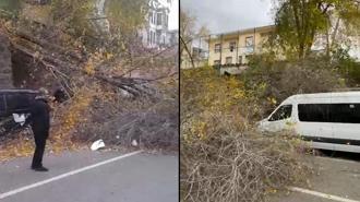 Samsun'da fırtına; ağaçlar devrildi