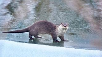 Muş ve Ağrı'da su samurları görüntülendi
