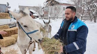 Sokağa terkedilen hayvanlara sahip çıkan besiciye yem desteği
