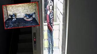 Kaskla apartmana girip, damdaki kuşları çalan şüpheli tutuklandı