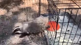 Tedavisi tamamlanan 132 yaban hayvanı doğaya salındı