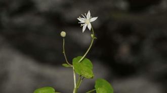 İzmir'de endemik bitki türü keşfedildi; İzmir göbek otu