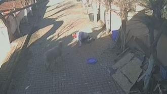 Silivri'de beslediği koçun dakikalarca saldırısına uğradı, kaburgaları kırıldı