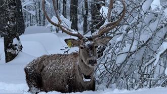 Karla kaplı Kuzuyayla Tabiat Parkı'nda kızılgeyik kamerada