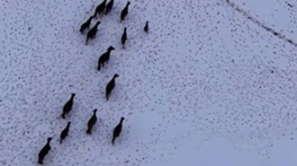 Yiyecek bulamayan yılkı atları kent merkezine indi