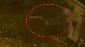 Mahalleye inen tilki çöp konteyneri etrafında görüntülendi